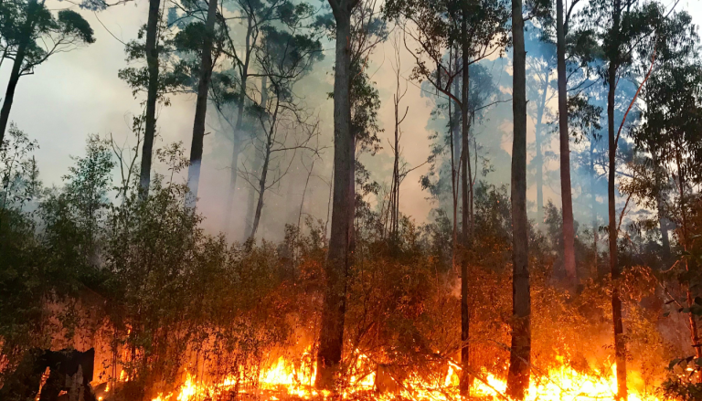 Picture of trees that were not effectively pruned burning in a bushfire