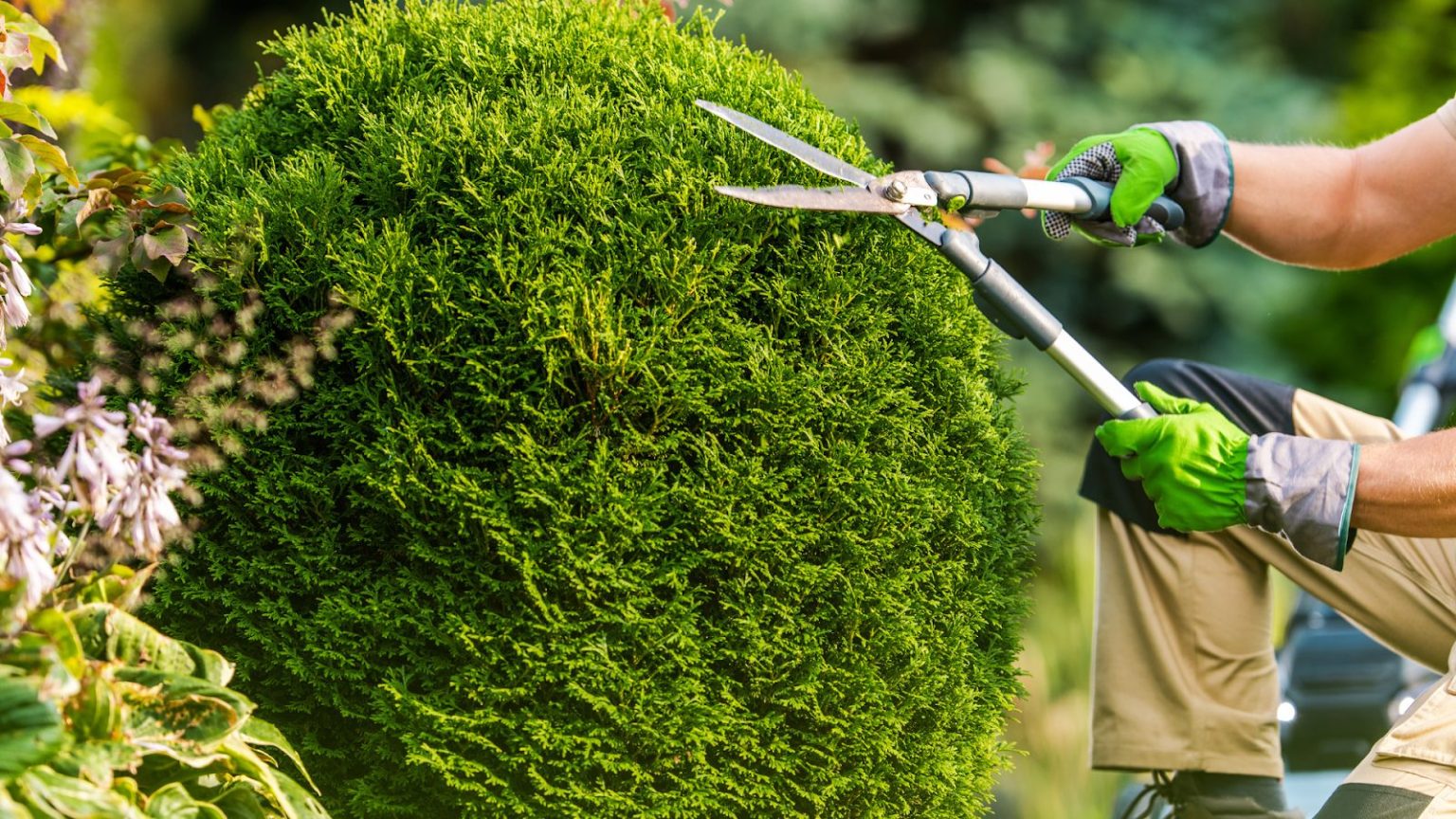 Tree Pruning Sydney: Best Timing for Healthy Growth