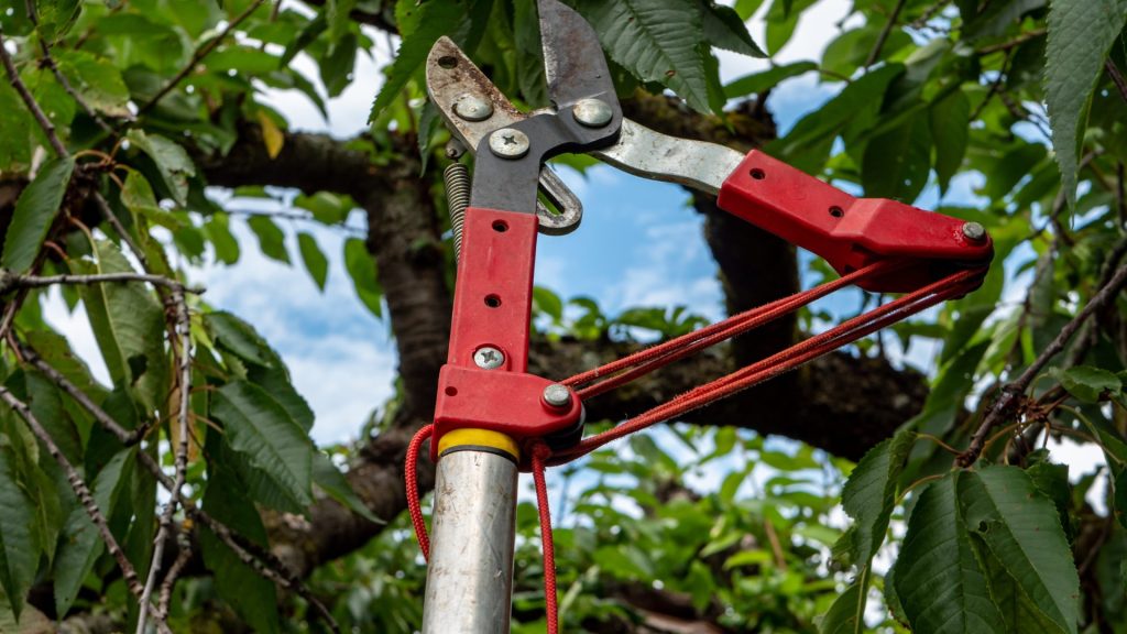 Is Now the Right Time for Tree Pruning in Sydney?