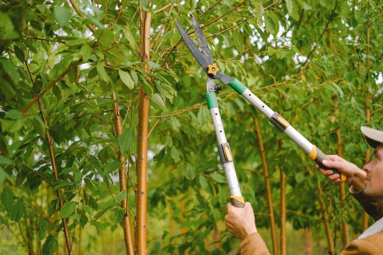 Tree Pruning Services in Sydney: What’s Included