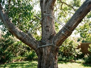 Mature tree with steel support cables and braces around trunk and limbs in a Sydney backyard, dappled sunlight filtering through green canop