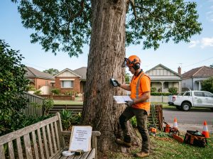 Certified arborist in safety gear inspecting a large mature tree with clipboard and measuring tools on a residential Sydney property.