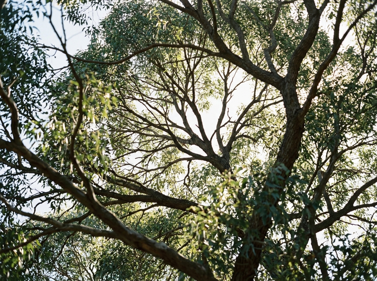 Upward view through a tree's thinned canopy showing dappled sunlight filtering through remaining branches with visible gaps.