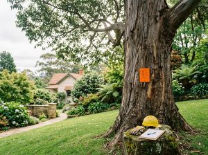 Mature gum tree with an orange inspection tag; hard hat, gloves and clipboard sit at its base in a Leura garden.