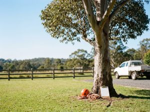 Tall eucalyptus tree in a grassy front yard, with an orange safety helmet and coiled rope on a clipboard at its base.