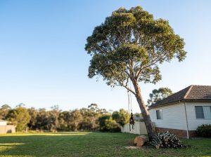Tall eucalyptus beside a house roof, with a sawn log, stacked branches and an arborist's rope and harness hanging from a limb.