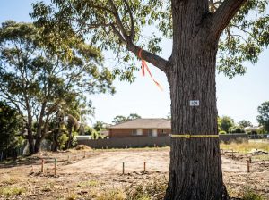 Mature eucalyptus with a numbered tag, orange ribbon and yellow diameter tape, before a cleared lot with survey pegs.