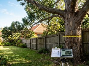 Mature eucalyptus with a tape measure around its trunk, limbs over a paling fence, and an arborist's clipboard and tablet below.