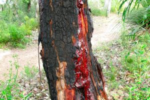 Bloodwood Tree Removal