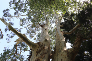 Blue Gum Tree