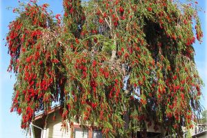 Bottlebrush (Callistemon) Tree