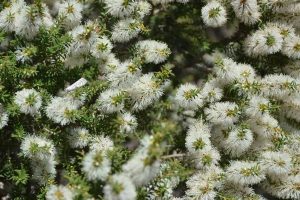 Bracelet Honey Myrtle Tree