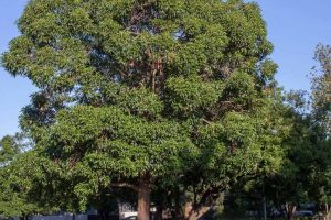 Brushbox Tree Removal