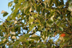 camphor tree