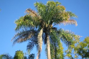 Cocos Palm Tree