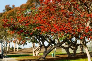 Coral Tree