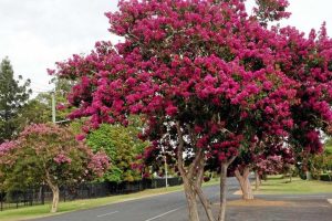 Crepe Myrtle Tree