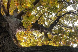 English Oak Tree