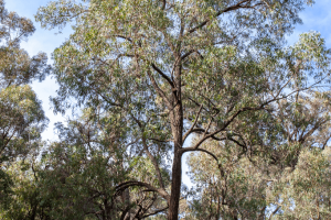 Eucalyptus Blackbutt