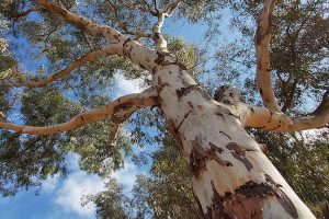 Grey Gum Tree Removal