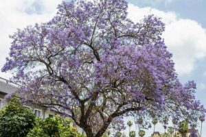 Jacaranda Tree