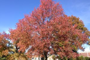 Liquidambar tree