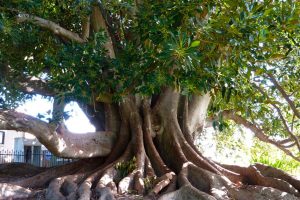 Moreton Bay Fig Removal