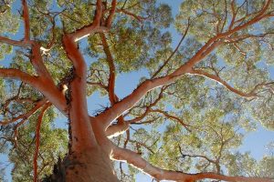 eucalyptus-tree