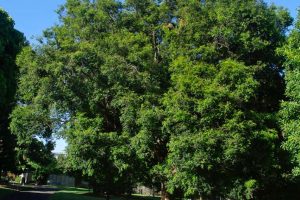 lilly pilly tree removal