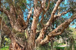 paperbark tree removal