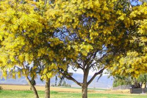 wattle-tree-removal